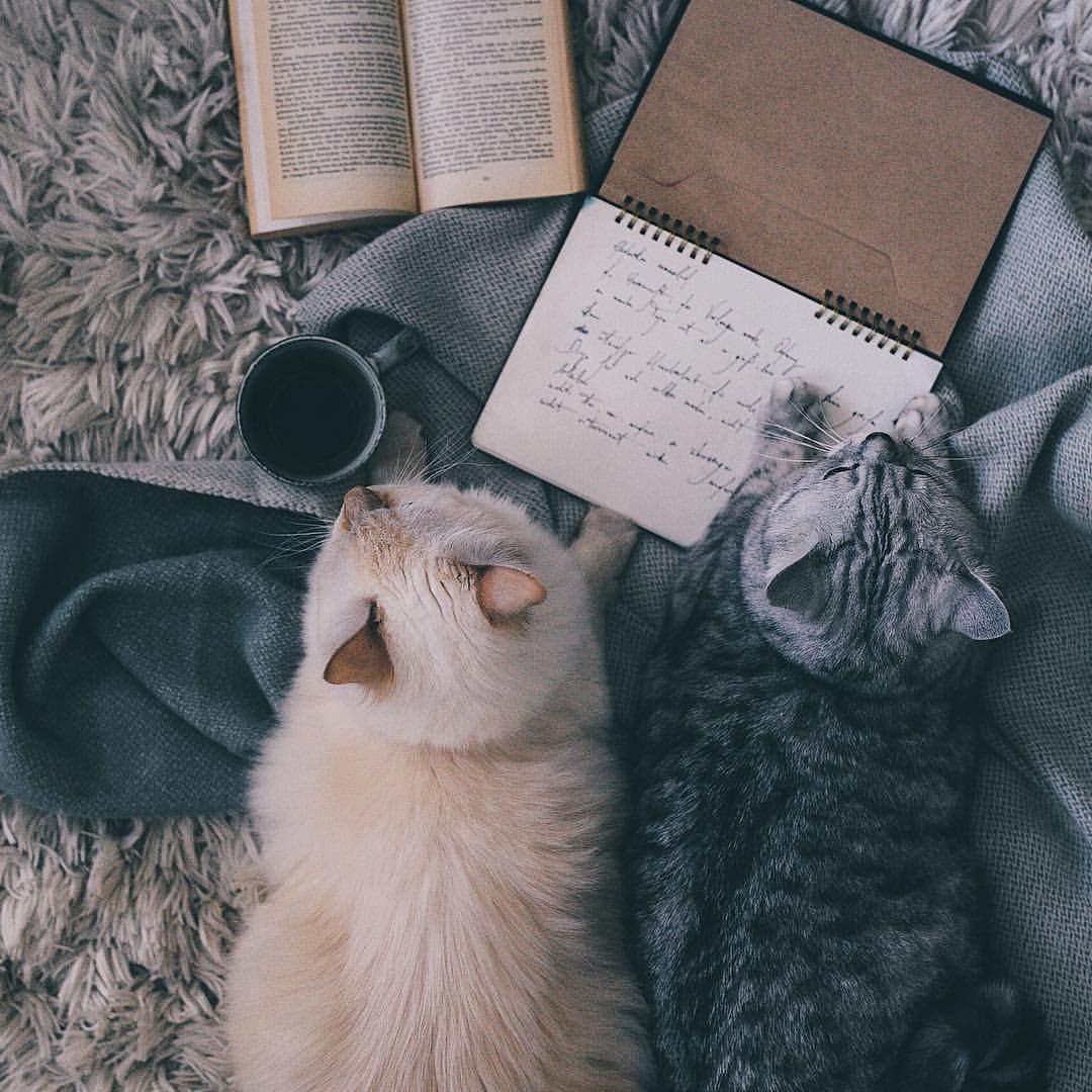 Котик меряет котика