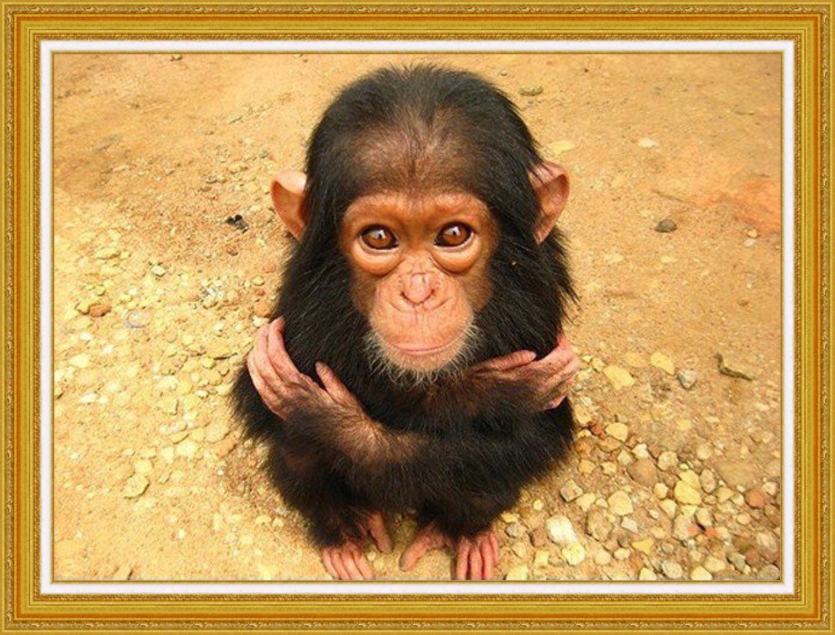 Демотиваторы с животными смешные