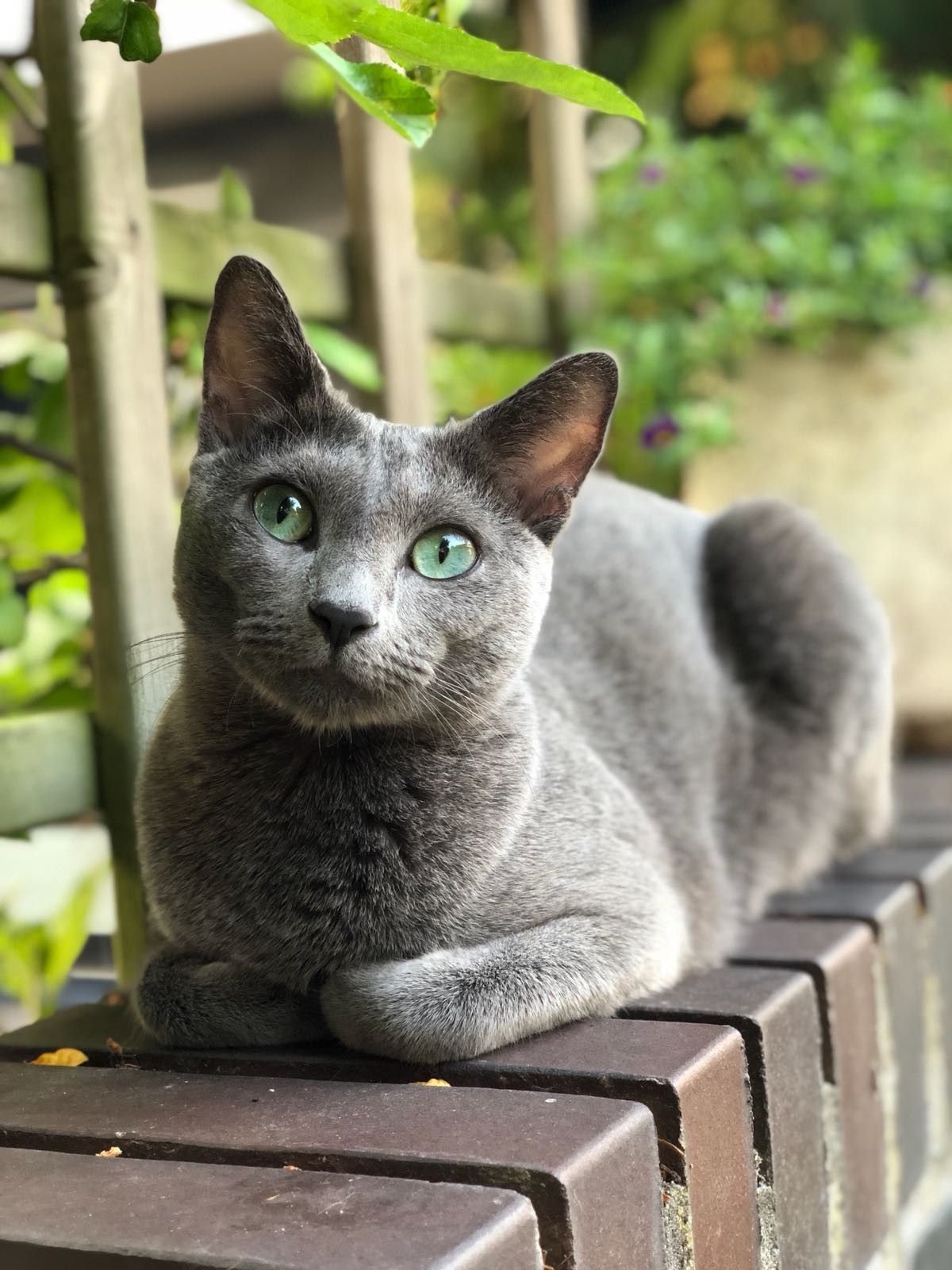 Сибирский голубая кошка короткошерстная