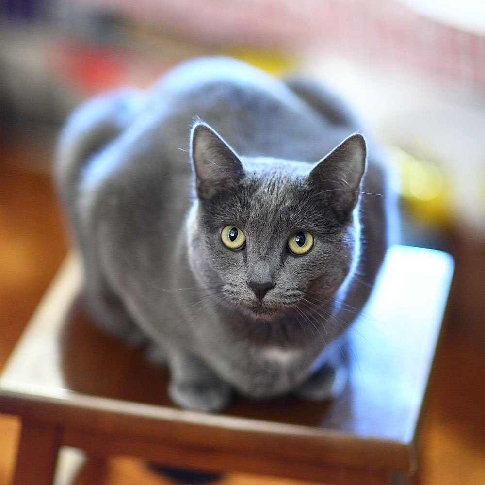 Русская голубая кошка