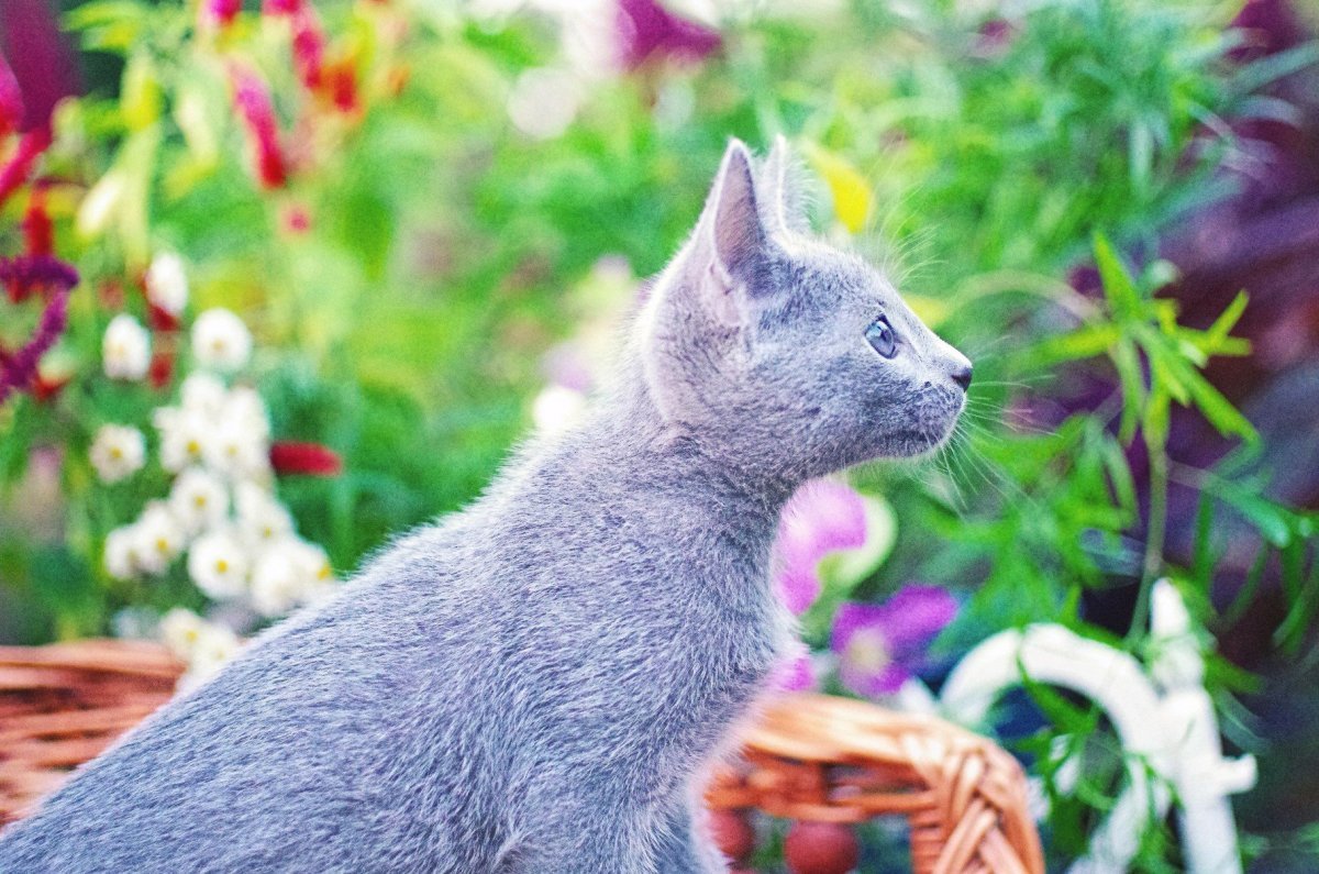 Русская голубая кошка