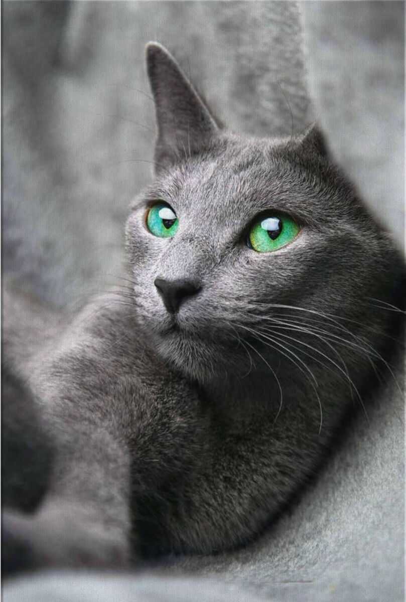 Русская голубая кошка короткошерстная серая
