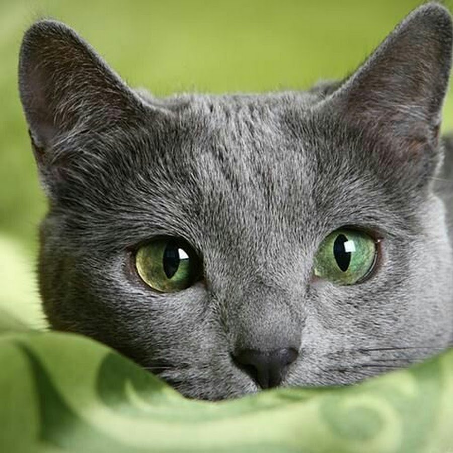 Архангельская голубая кошка