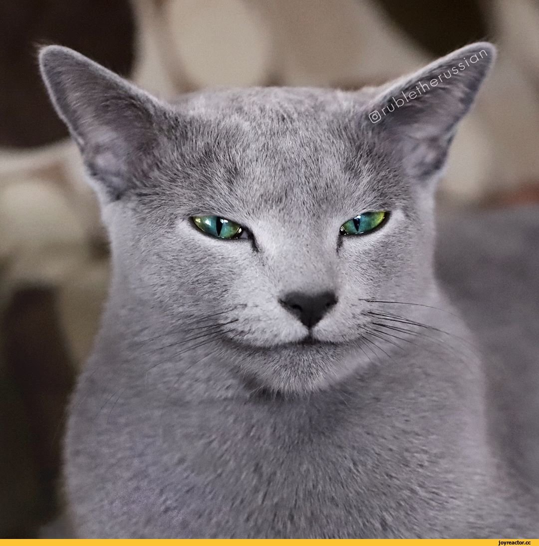 Сибирская голубая гладкошерстная