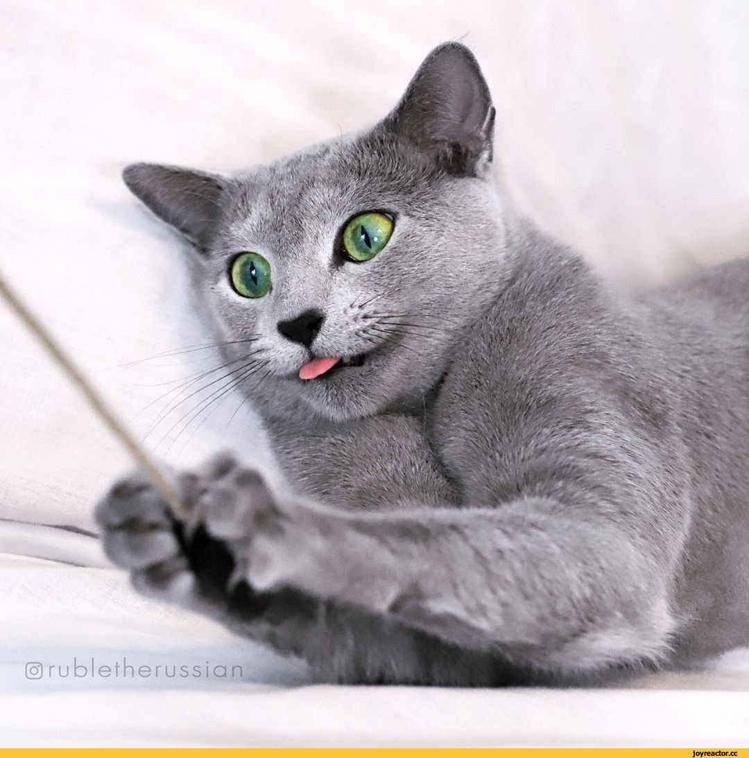 Русская голубая кошка