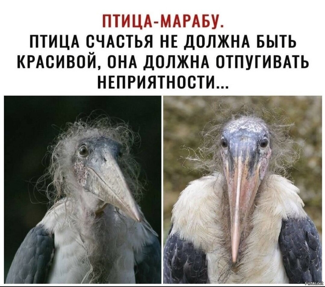 Смешные синенькие птички