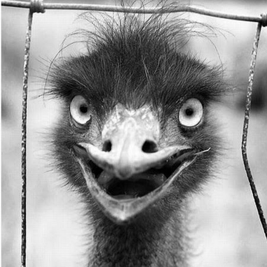 Смешная птица счастья