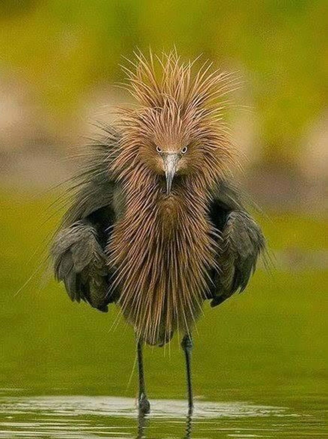 Птица счастья должна отпугивать неприятности