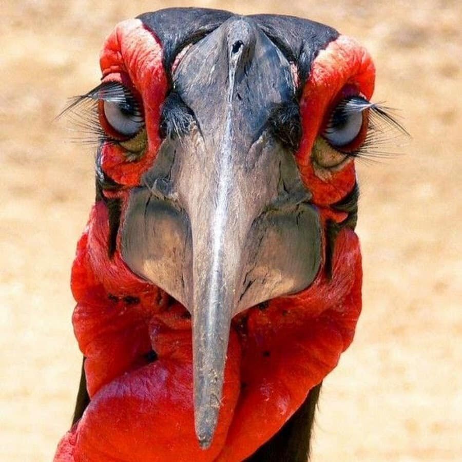 Марабу птица счастья