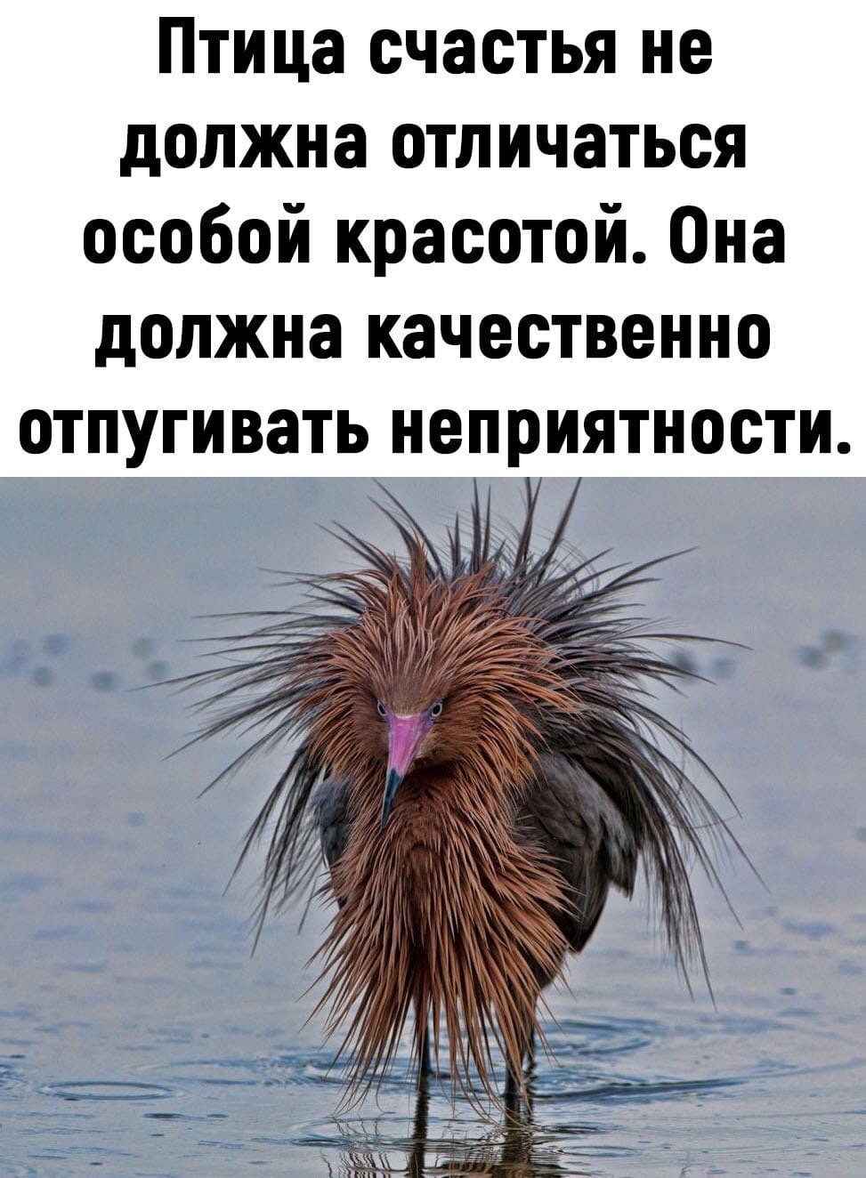 Я синий птиц приношу счастье