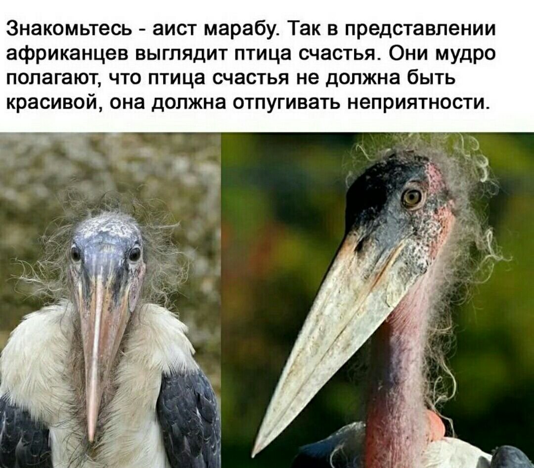Взъерошенный птенец