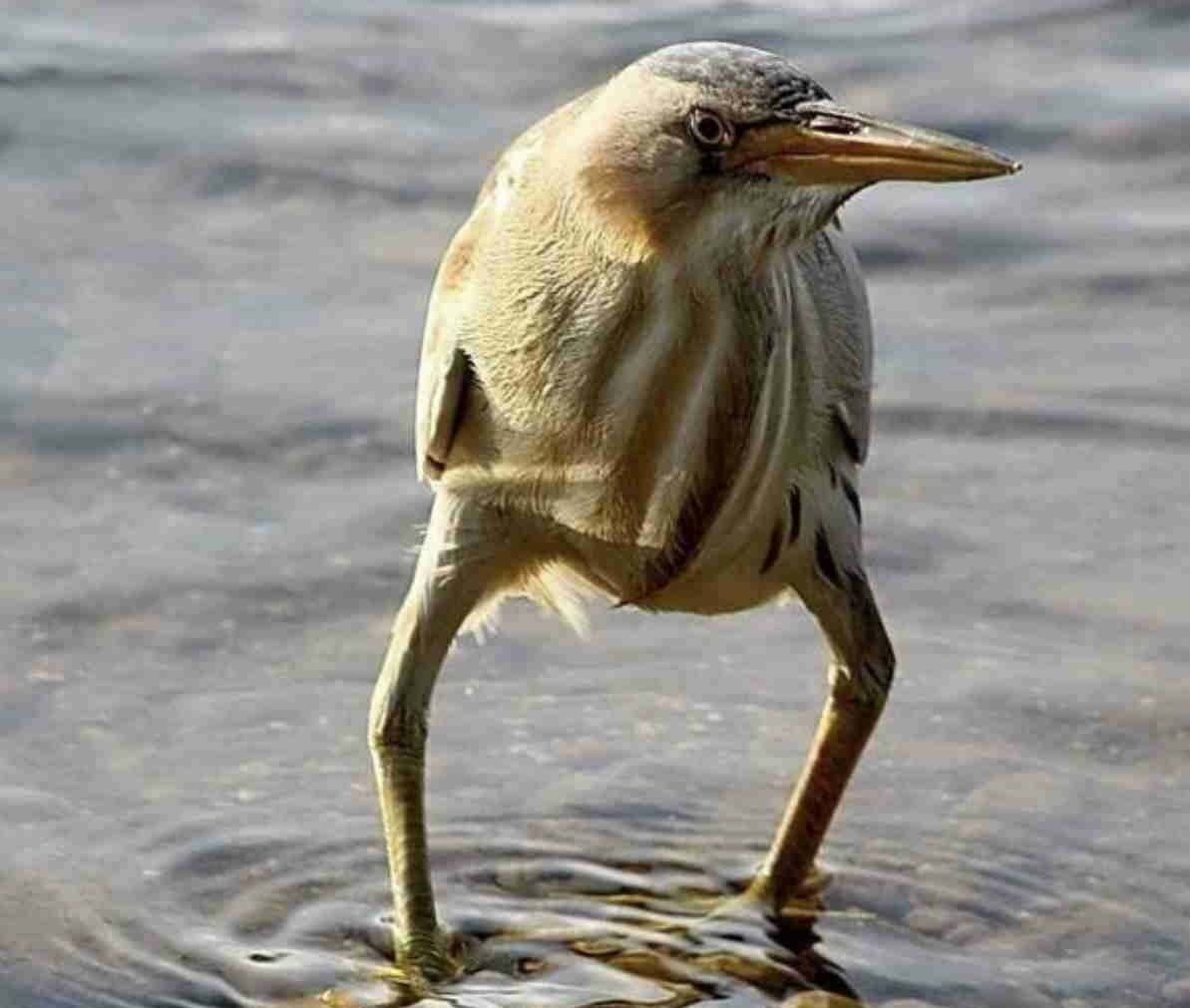 Мягкая игрушка фотограф