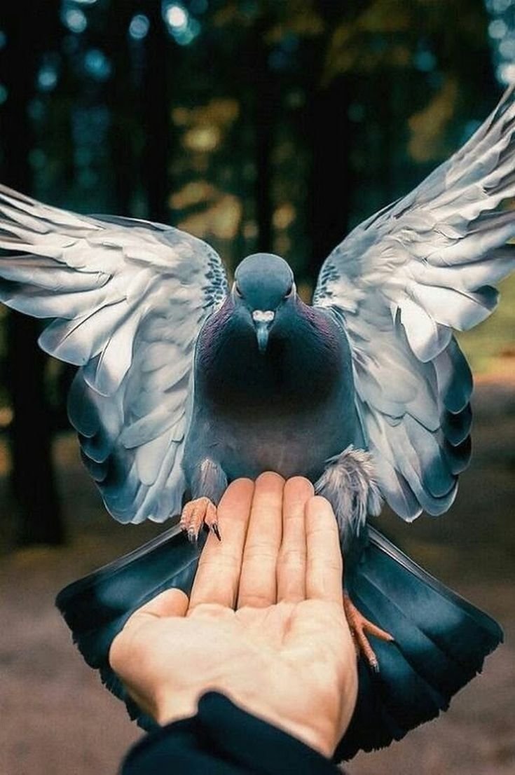 Птицы которые работают в бухгалтерии