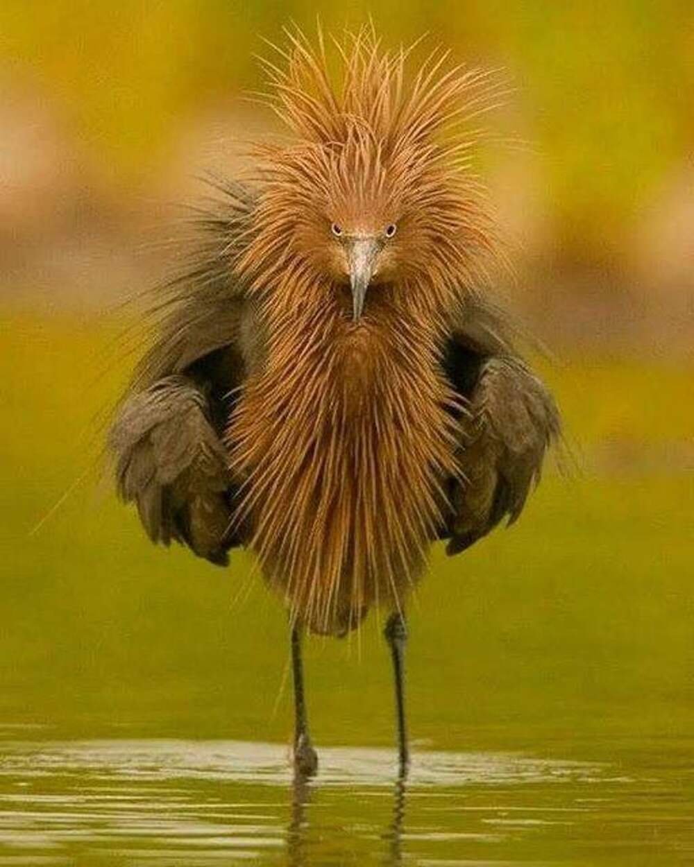 Прикольные стишки про птичек