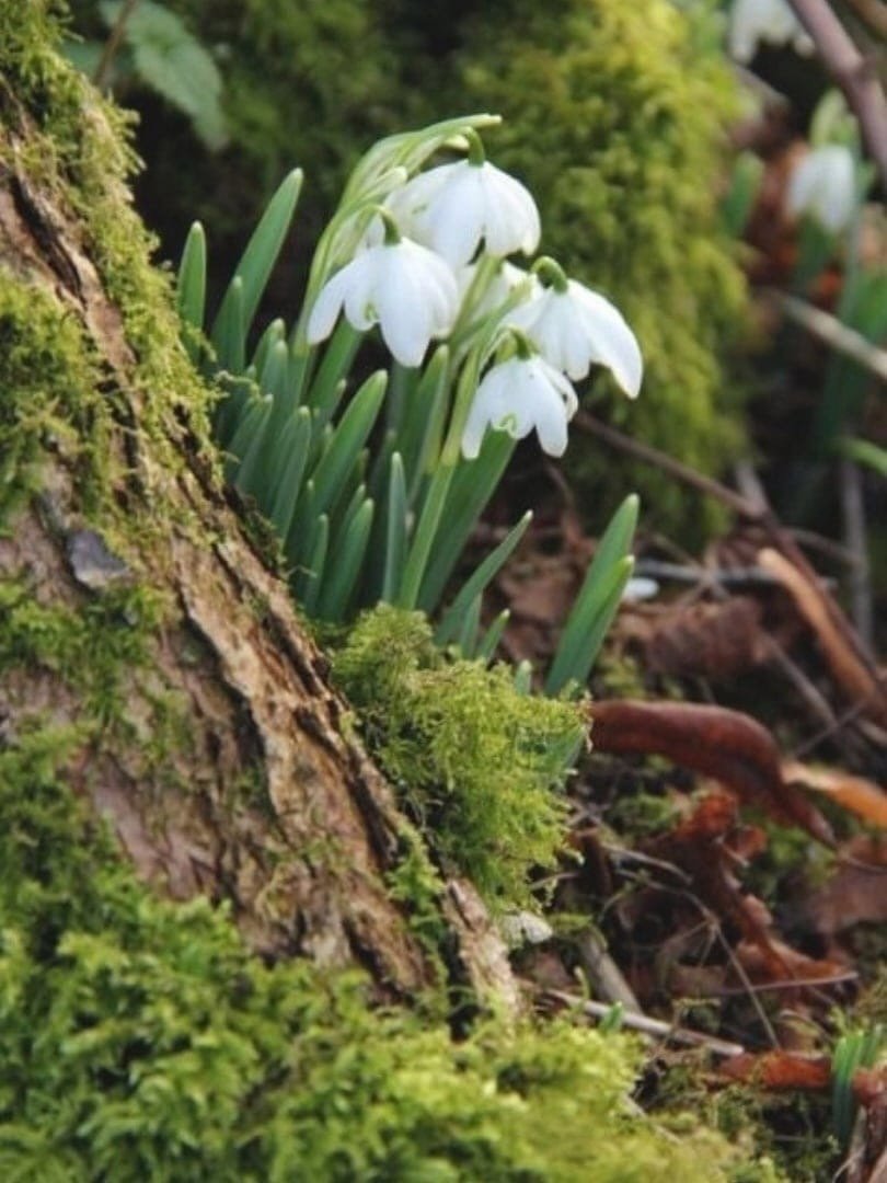 Пролеска Поляна