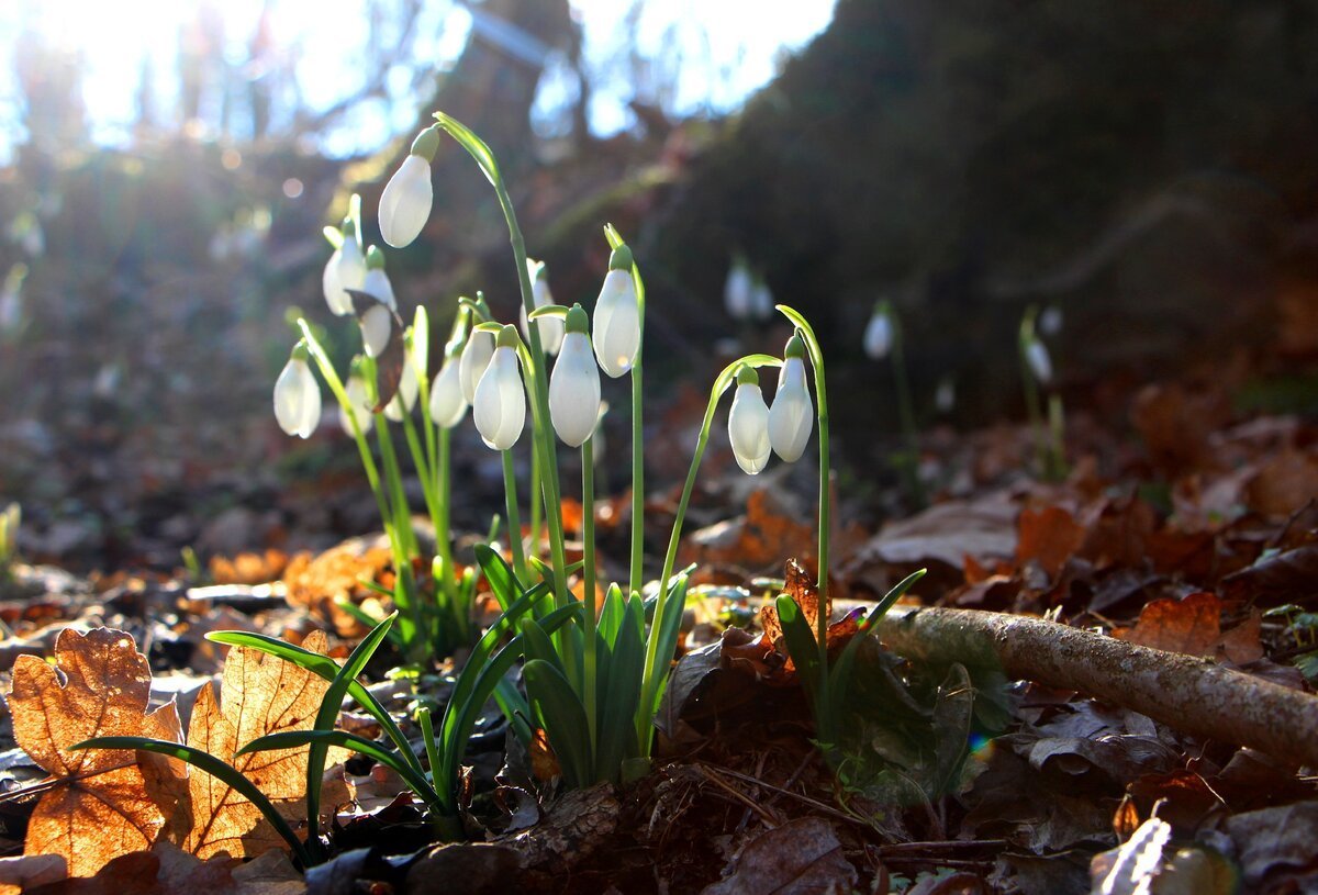 Подснежники Лесные горные