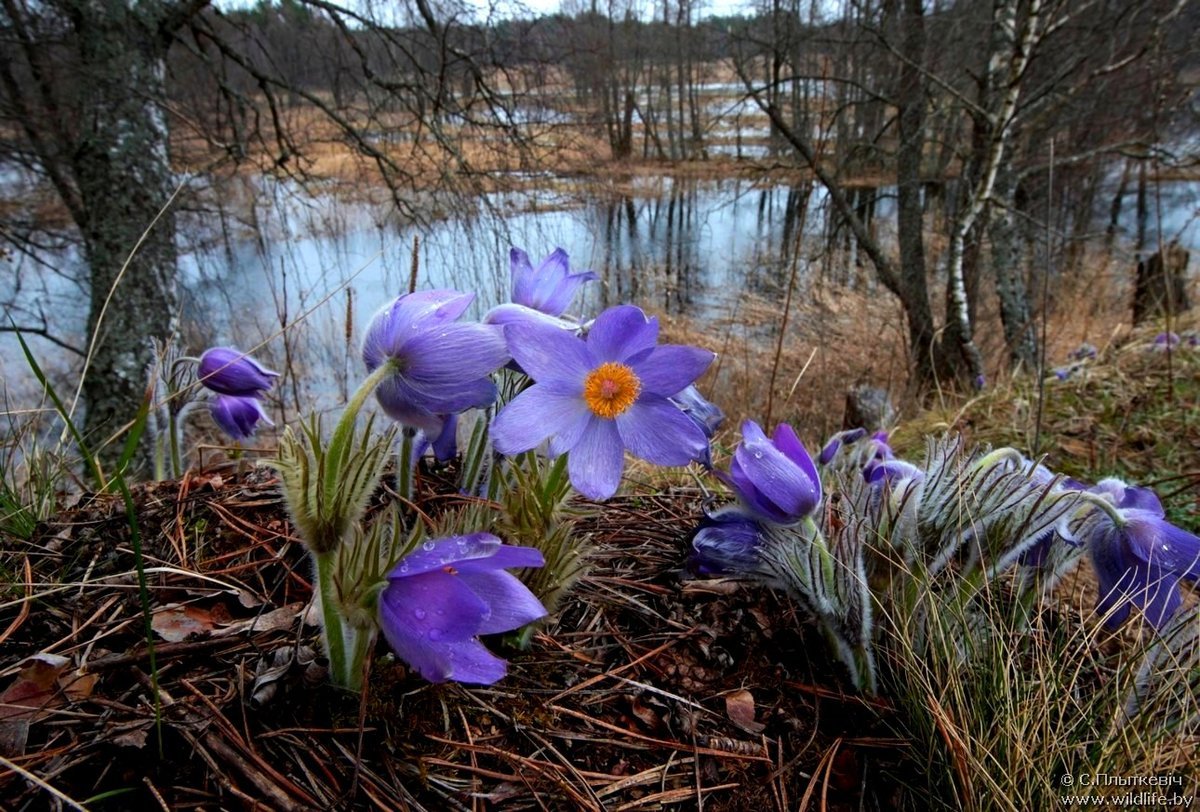 Лесной Ландыш пролеска