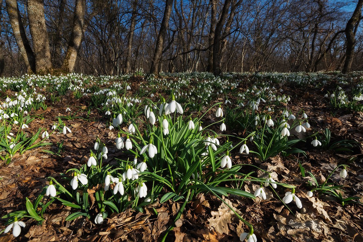 Букет пролески и подснежники