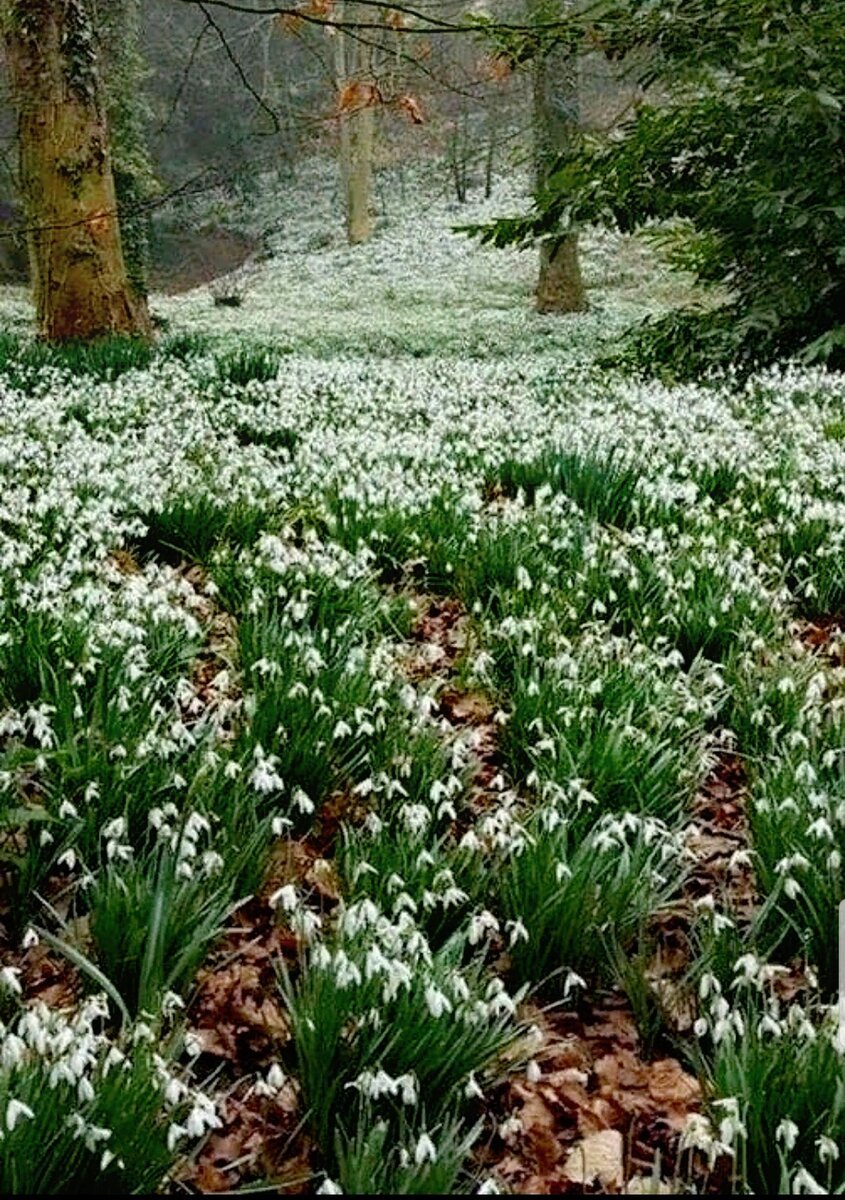 Весенняя природа