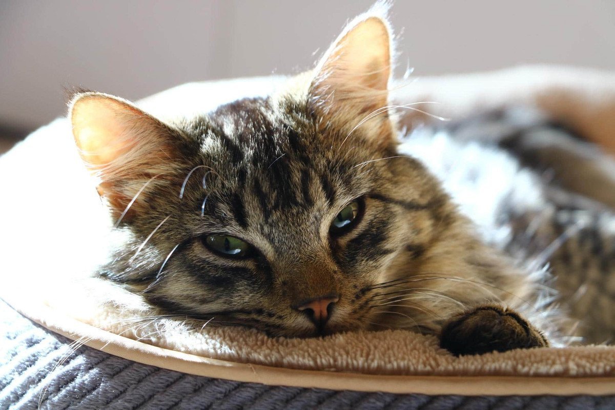 Доброе утро с кошками