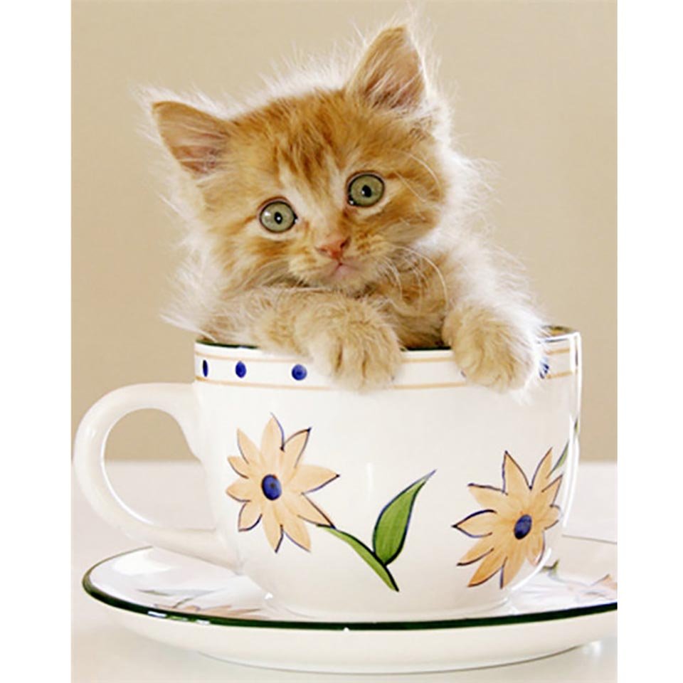 Котенок в чашке