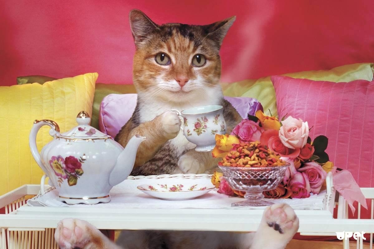 Кот с чашкой кофе