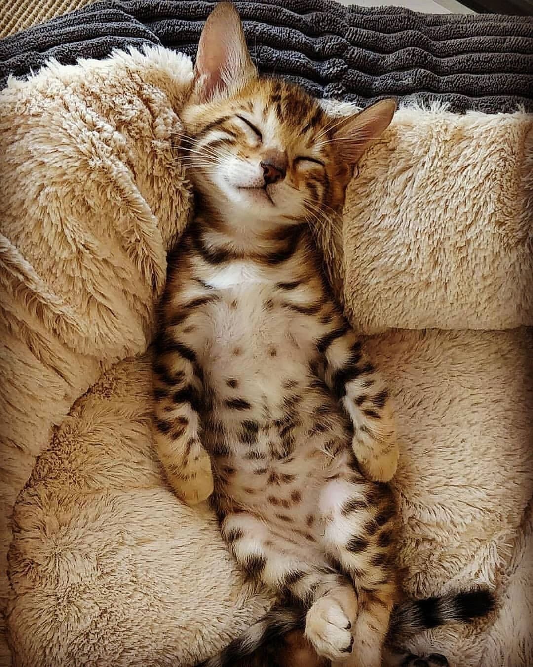 Чашка с кошкой