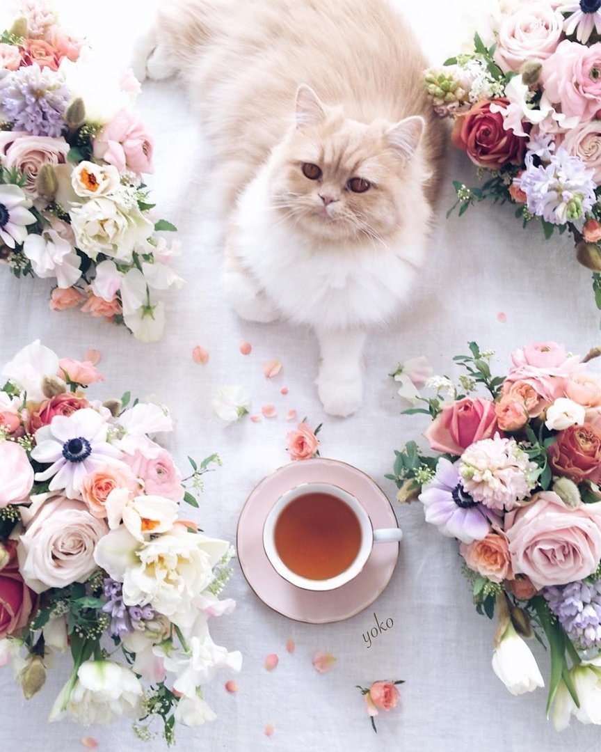 Котик с чашкой кофе