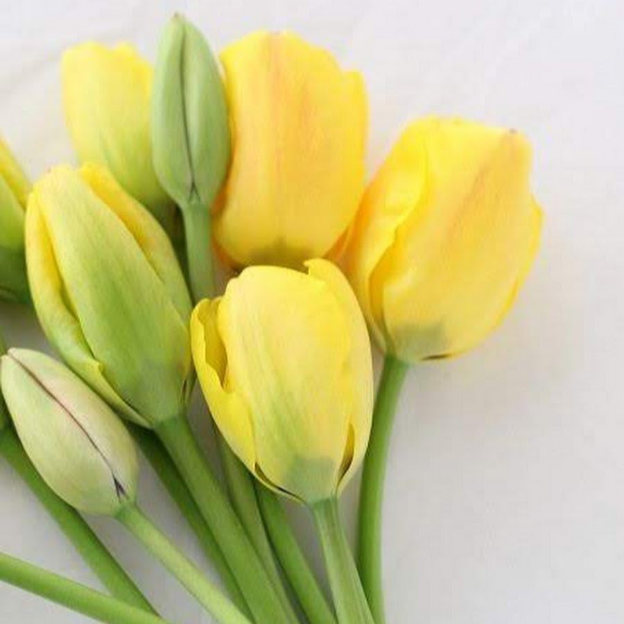 Открытки с желтыми тюльпанами