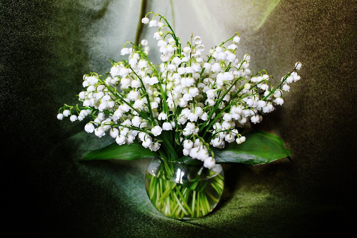 Голландский Ландыш