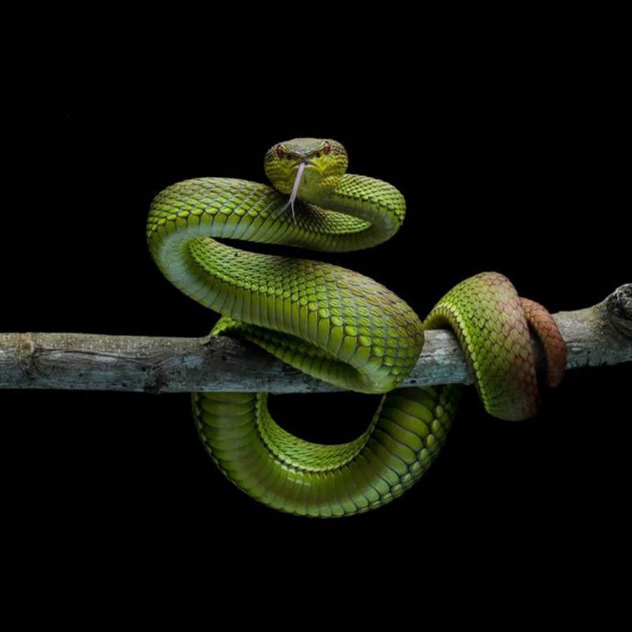 Змея на ветке