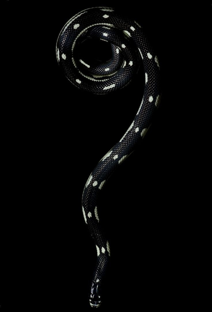 Кобра на черном фоне