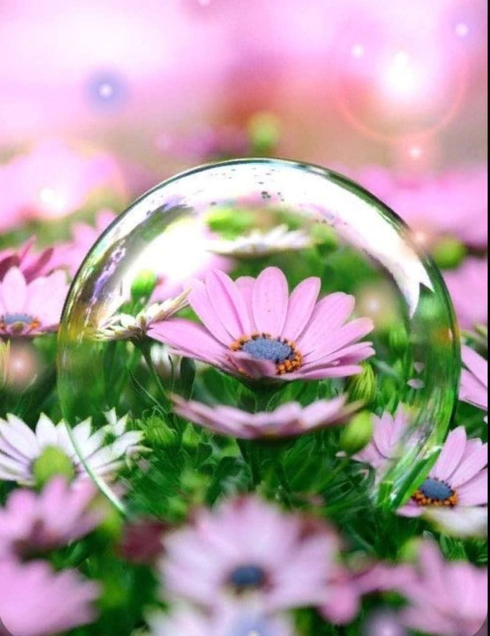 Ромашки и мыльные пузыри