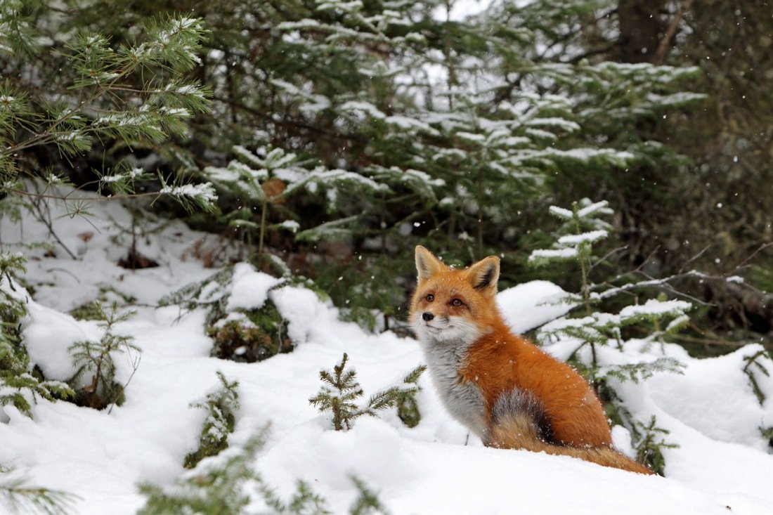 Лиса зимой