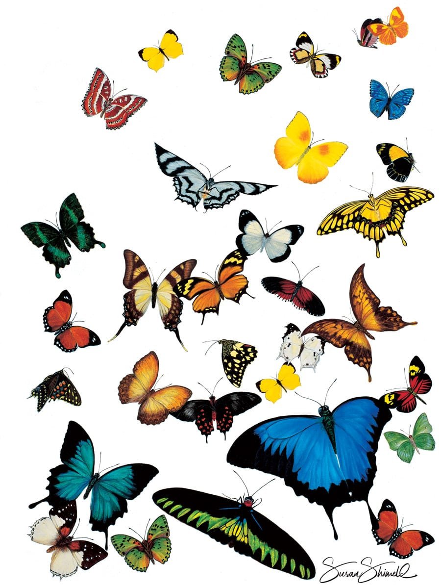 Рассмотри рисунки с изображением бабочек