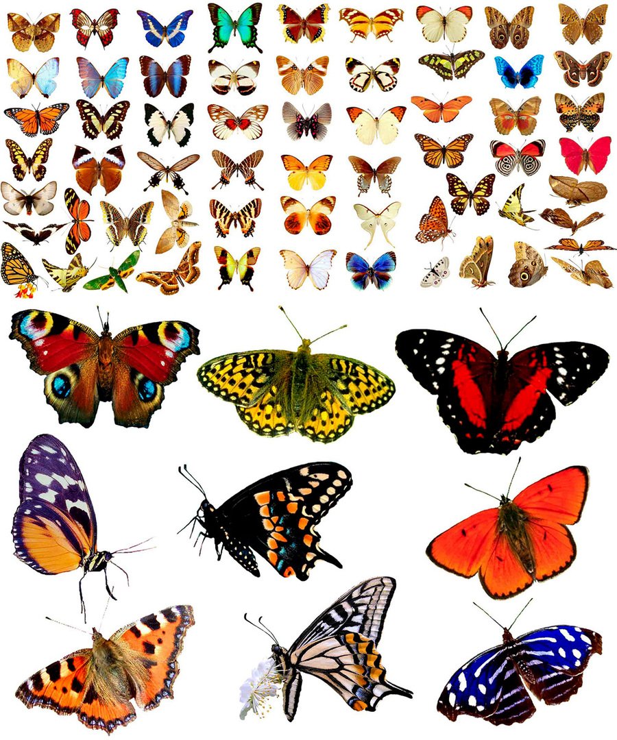 Разные бабочки