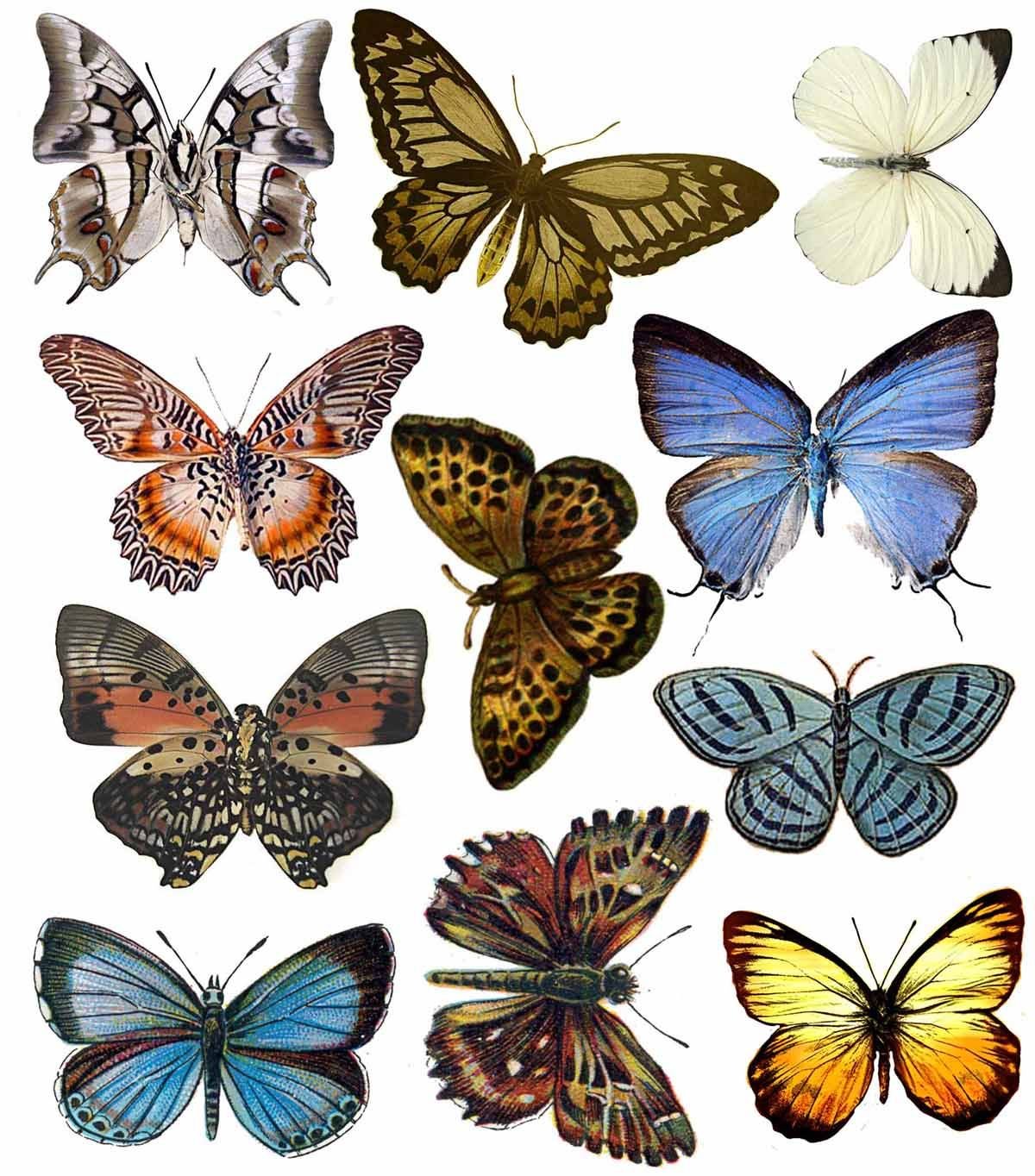 Бабочки фотопечать