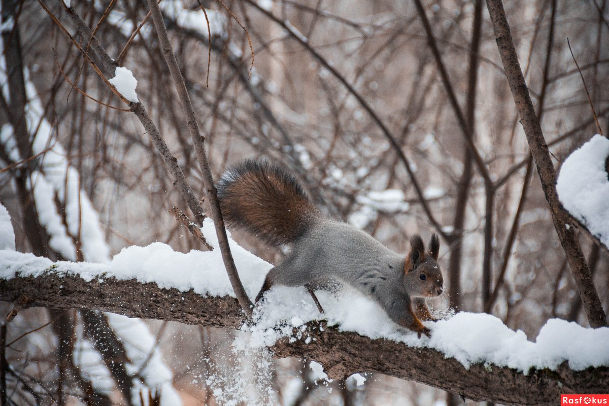 Белки в лесу зимой