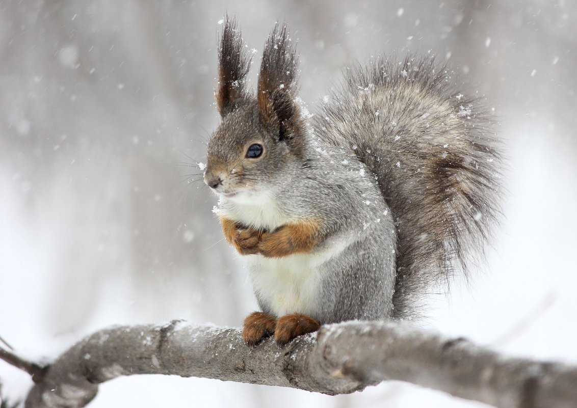 Зимняя белка