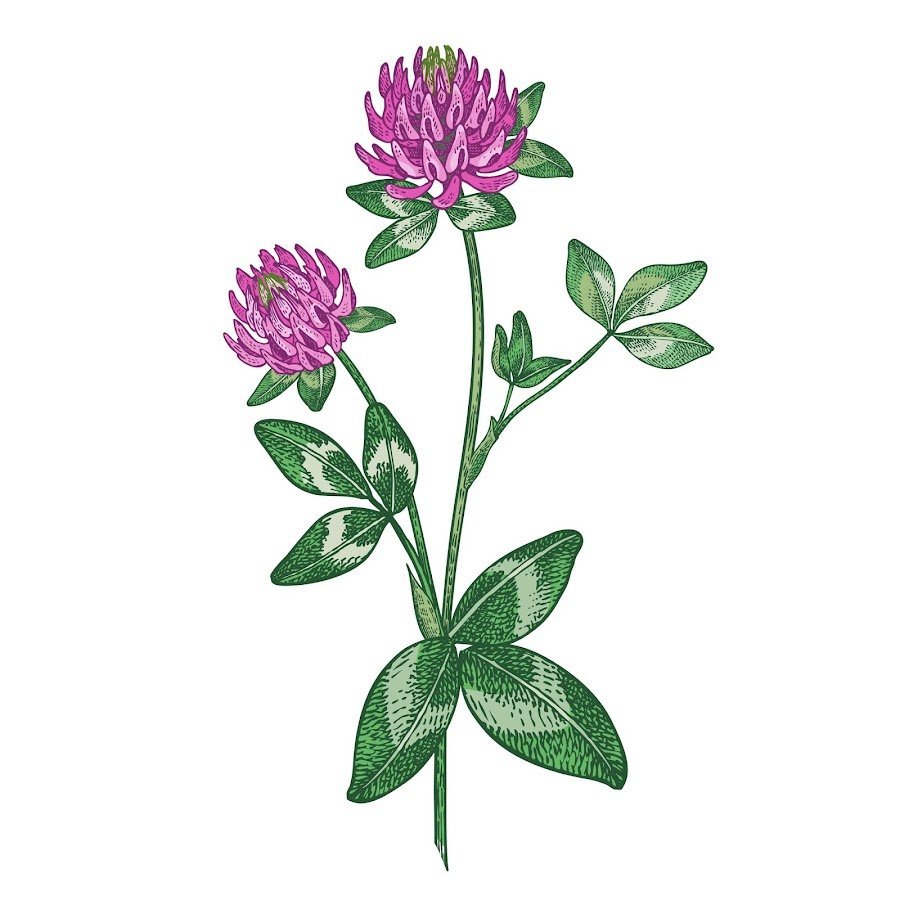 Клевер Луговой для детей