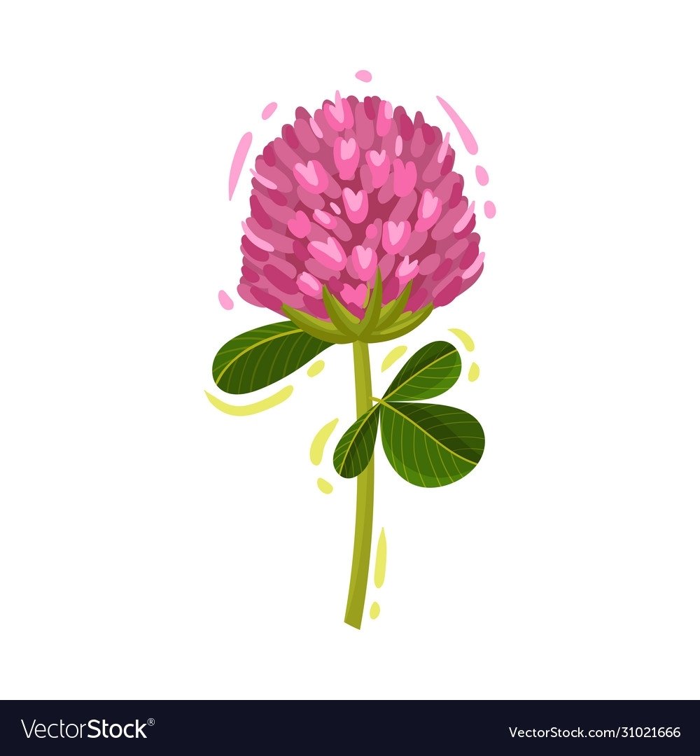 Цветок Клевер на белом фоне