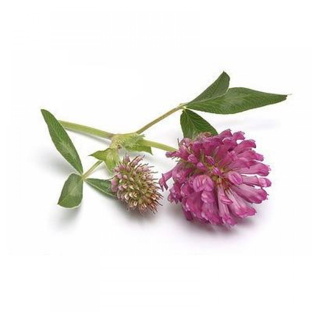 Маленький четырехлистный Клевер