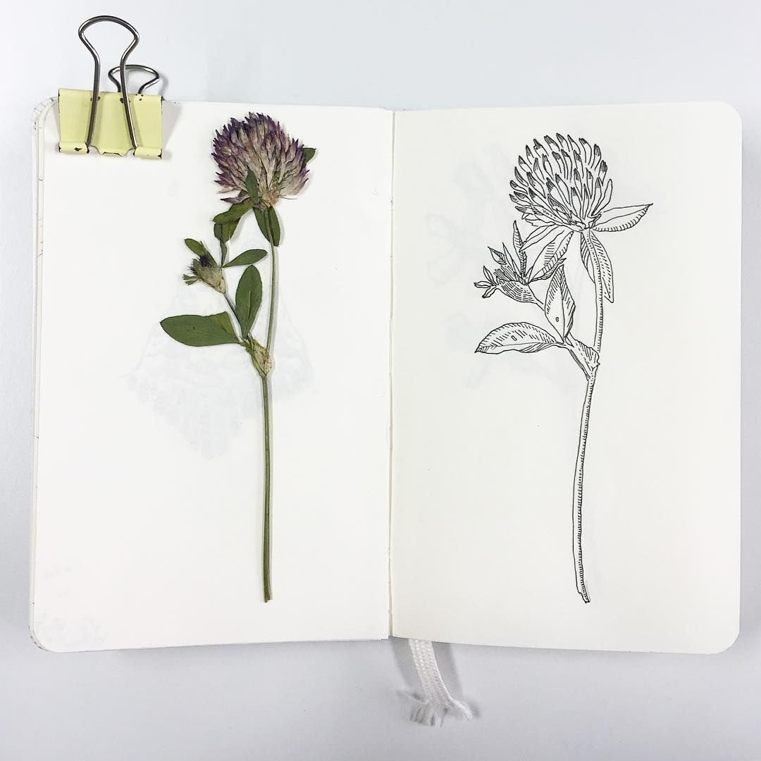 Рисунки для скетчбука растения