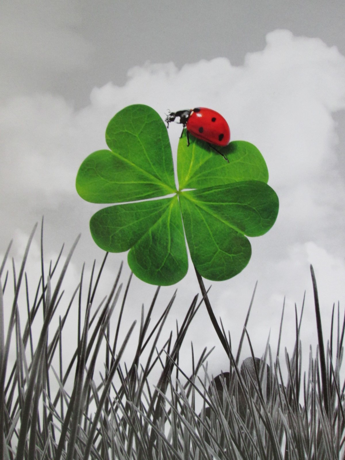 Клевер четырехлистный в природе