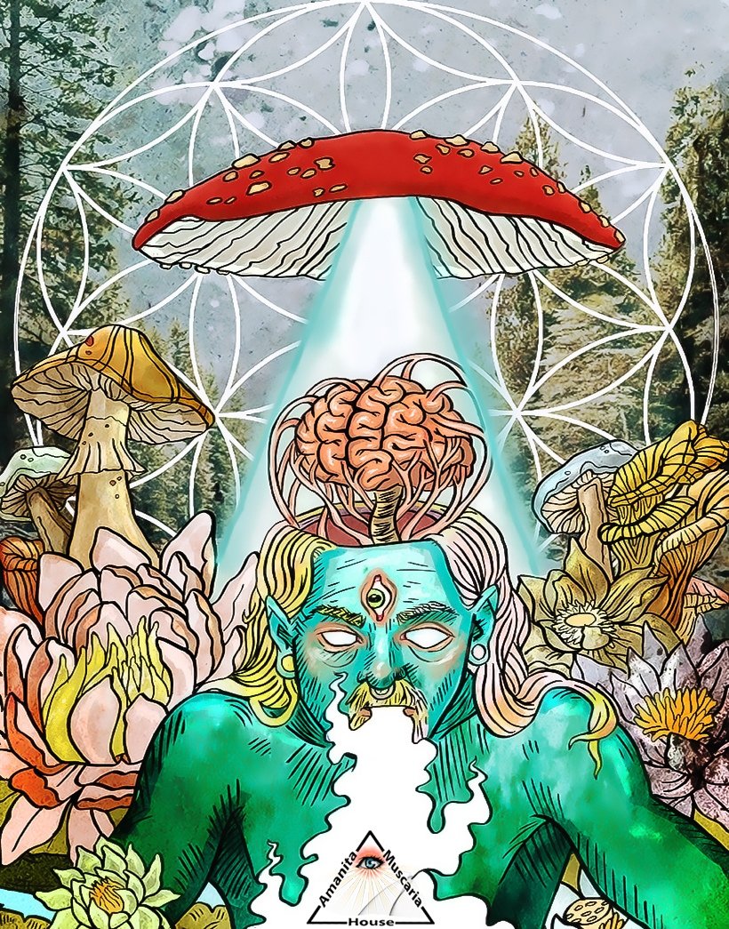 Аманита Мускария психоделика