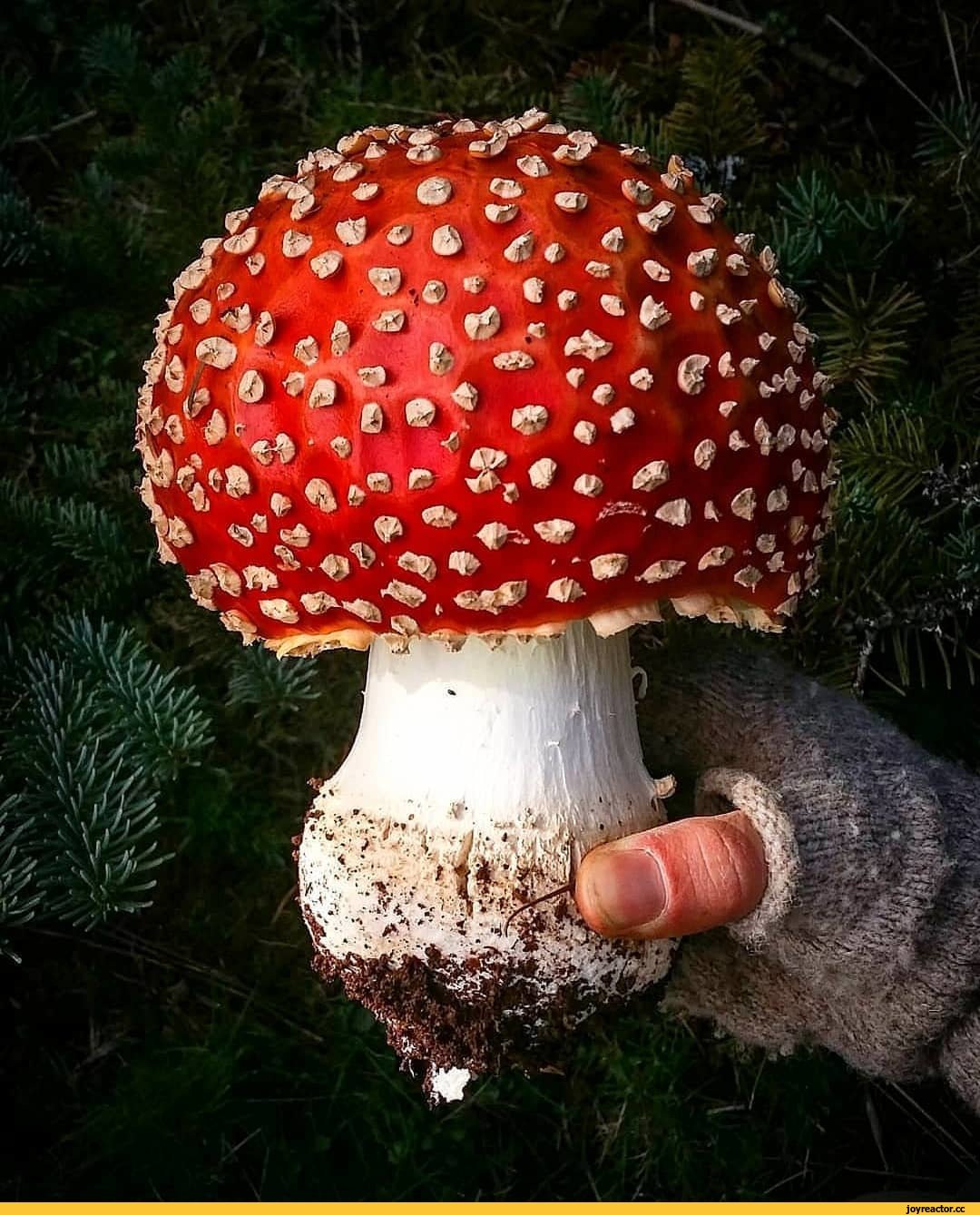 Волшебница Орнелла и мухомор