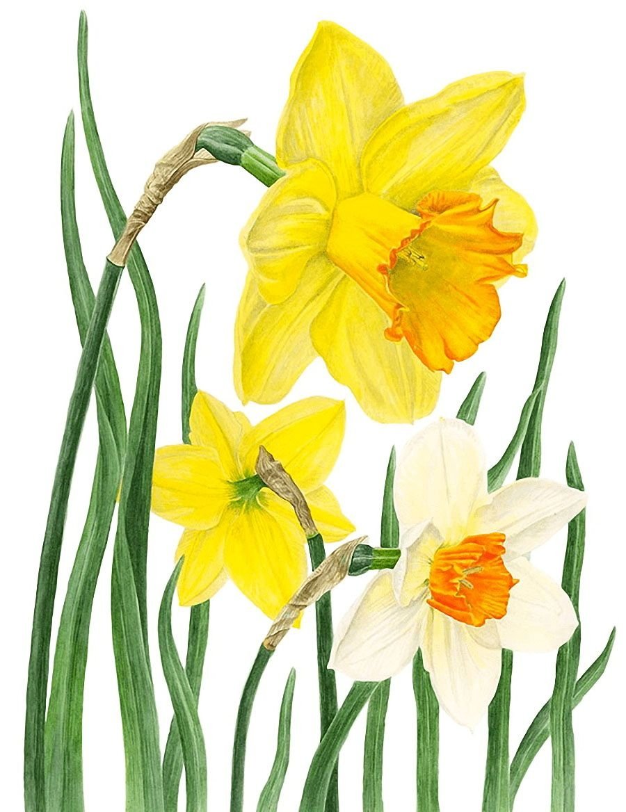 Милые парни