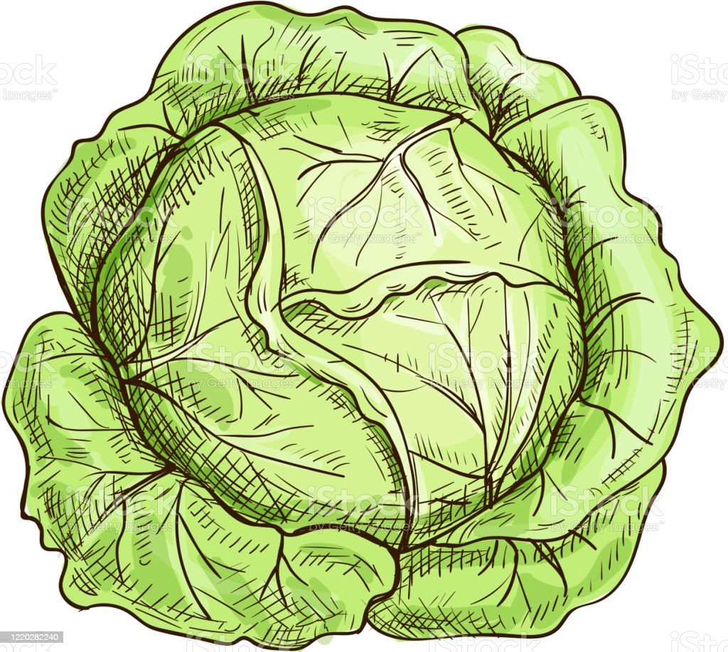 Нарисовать кочан капусты