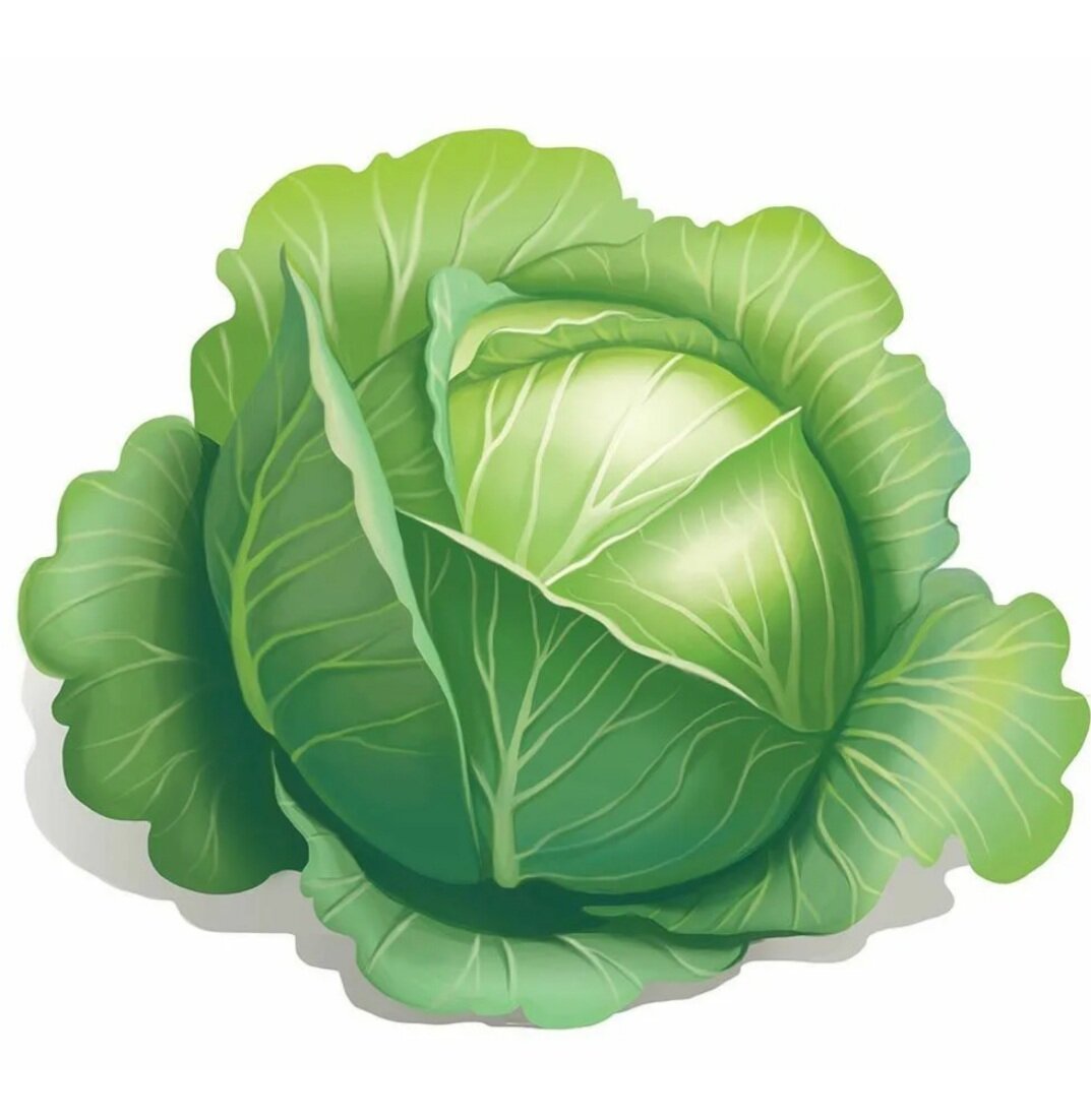 Капуста картинка для детей
