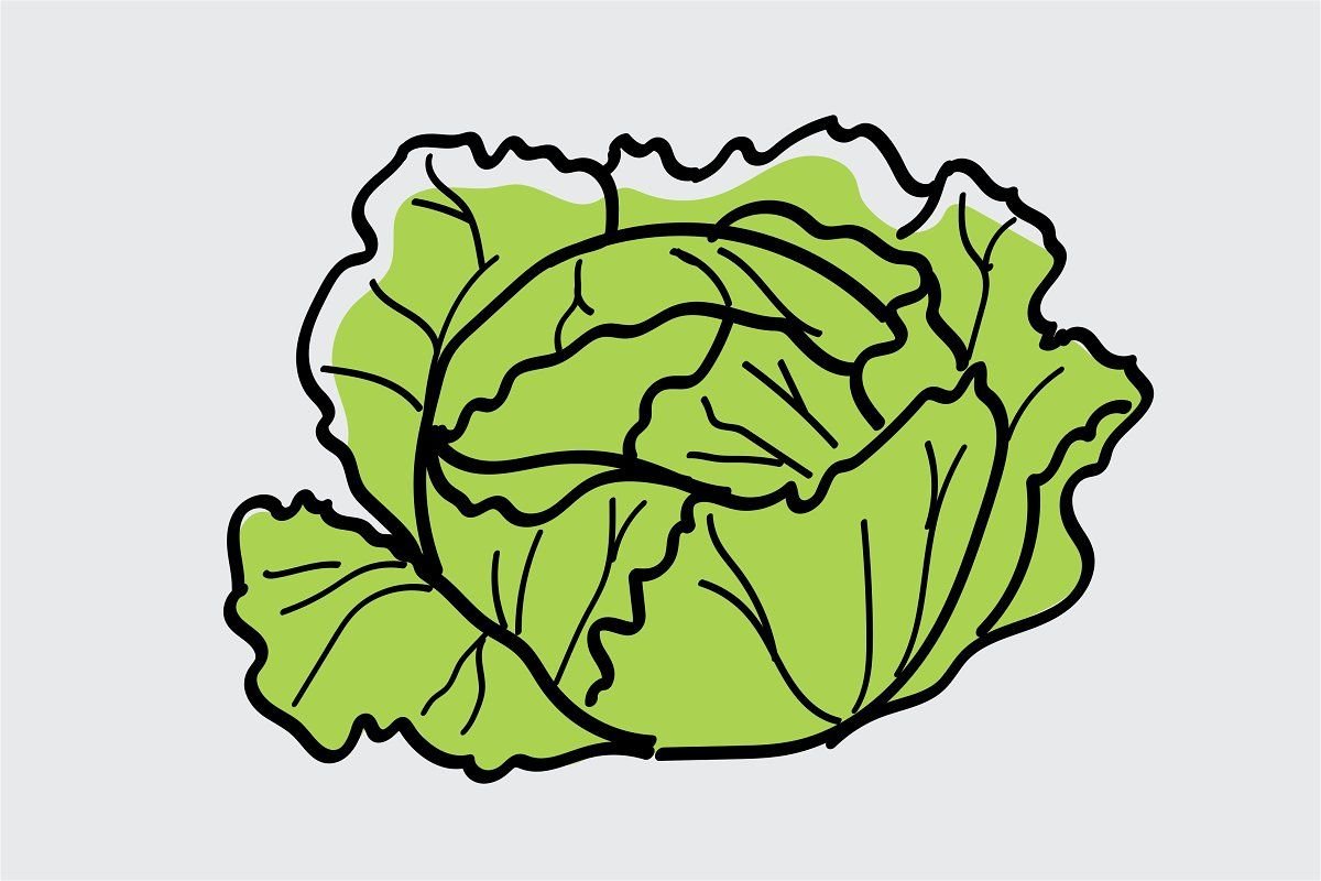 Капуста силуэт